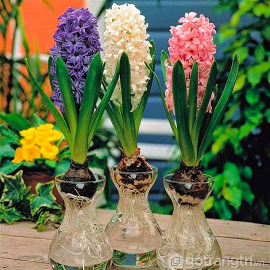 CÁCH CHỌN CÂY CẢNH ĐỂ BÀN LÀM VIỆC PHÙ HỢP VỚI TỪNG MỆNH GIA CHỦ — GỖ TRANG TRÍ CÂY CẢNH ĐỂ BÀN LÀM VIỆC